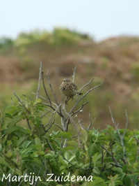 Waterpieper [Anthus spinoletta]